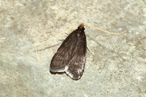 Homaloxestis briantiella